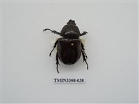 藏品(蘭嶼姬兜)的圖片